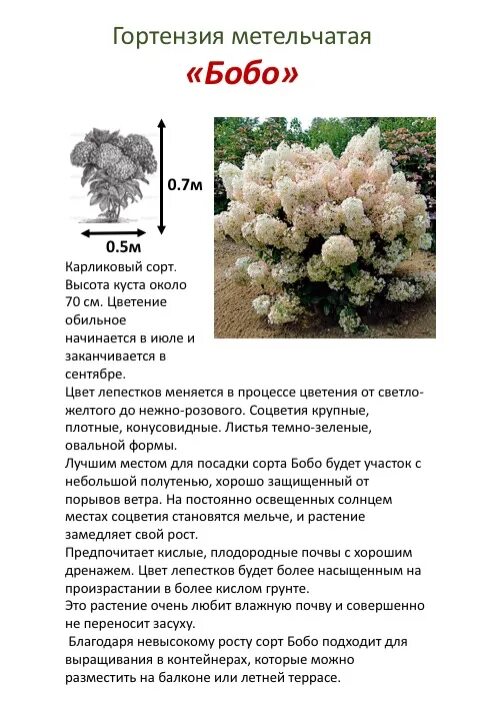 В наличие есть саженцы годовалых метельчатых гортензий, все вопросы в личку 2023