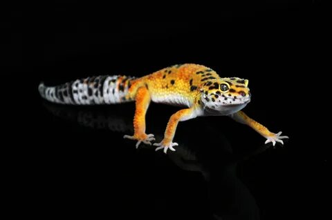 G project leopard gecko