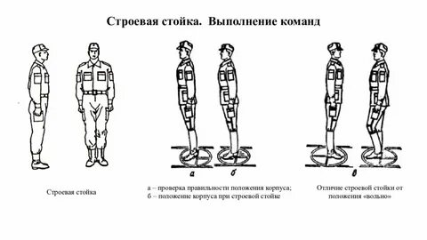 По команде смирно занимающиеся должны принять