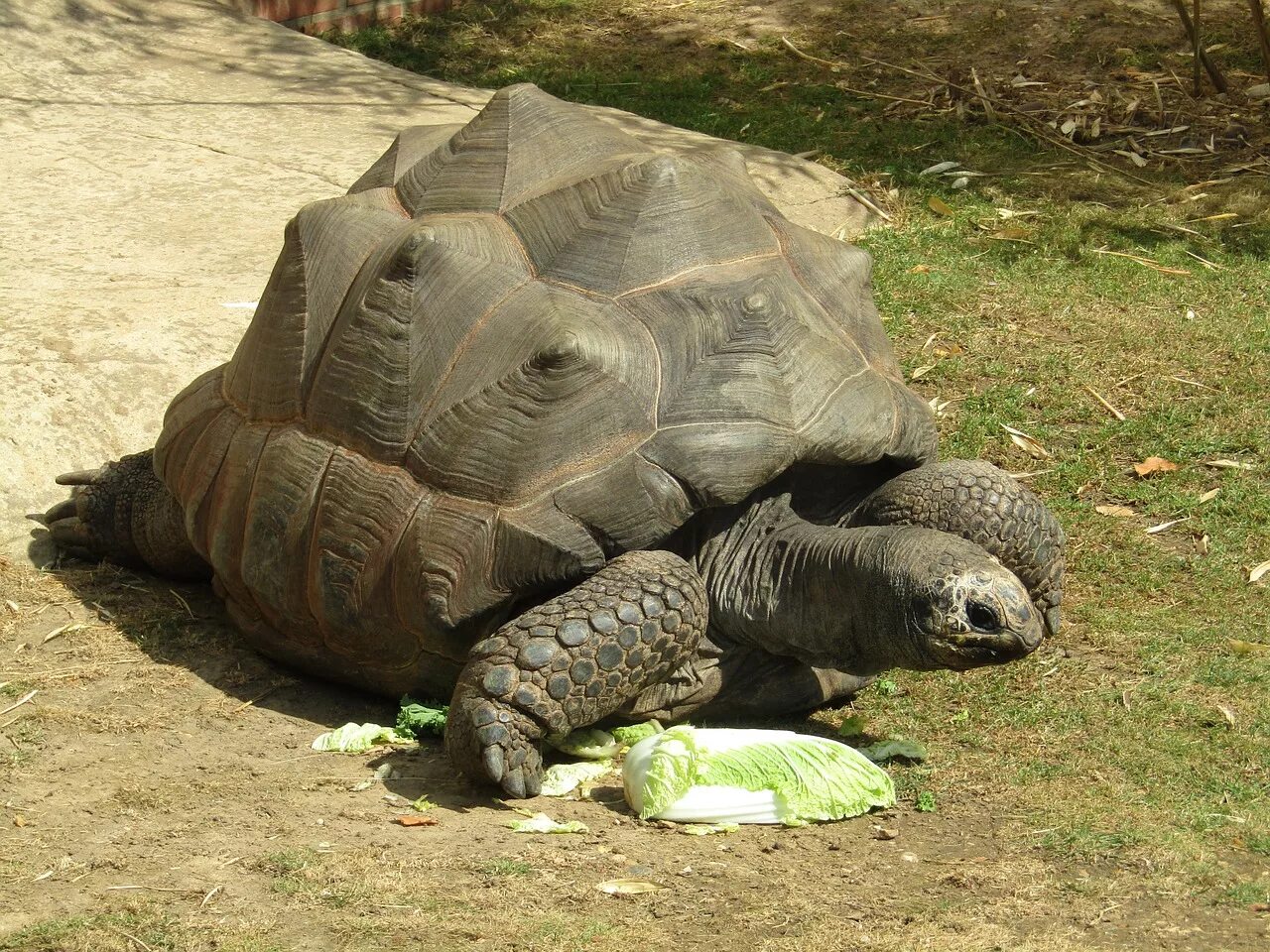 Галапагосская черепаха. Сухопутная черепаха Галапагосы. Галапагосская слоновая черепаха. Гигантская черепаха (Testudo gigantea). Место обитания большой черепахи