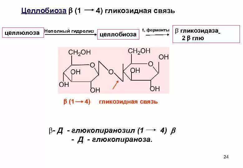 Целлюлоза не вступает в реакции. Схема ферментативного гидролиза целлюлозы. Целлюлоза и целлобиоза. Целлобиоза формула Тип связи. Тип гликозидной связи Целлобиозы.