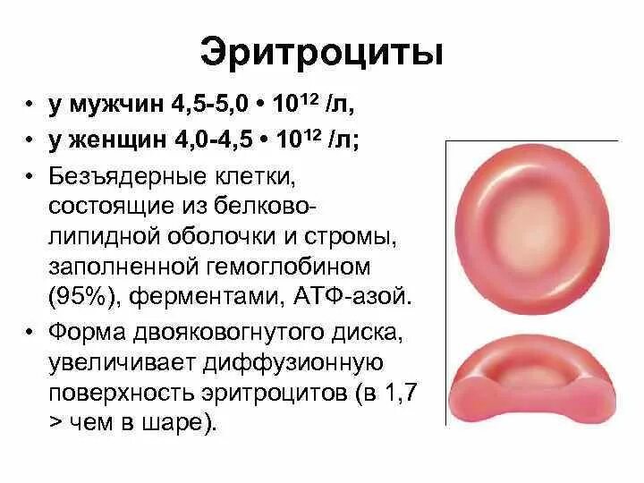 Что значат эритроциты в крови