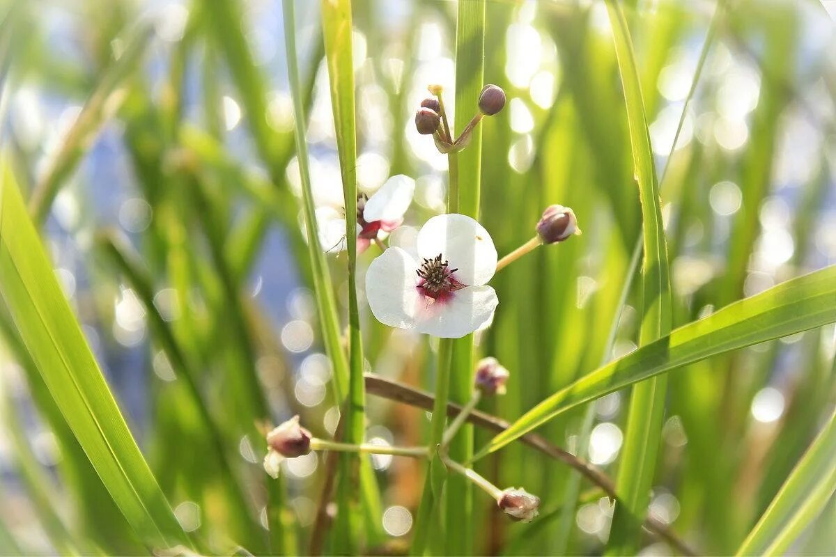 стрелолист – sagittaria. стрелолист трёхлистный. как выглядит цветок стрелолист. как выглядит цветок стрелолист. как выглядит цветок стрелолист.