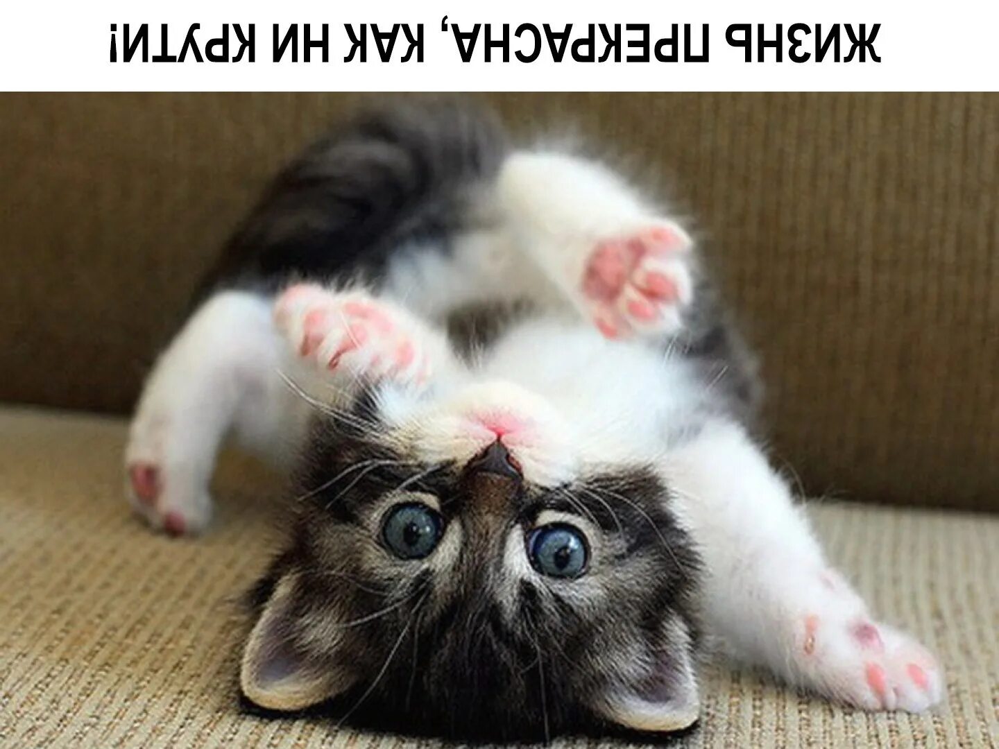 Кручу статус. Игрушки кофеюшки лягушки. Афоризмы про жизнь. Жизнь прекрасна шутки. Кручу статус.