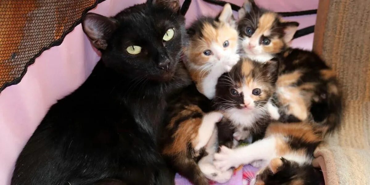 Какую кошку можно. Трехцветная кошка с котятами. Новорожденные трёхцветные котята. Новорождённые котята у трёхцветной кошки. Новорождённых котята трехцветные.