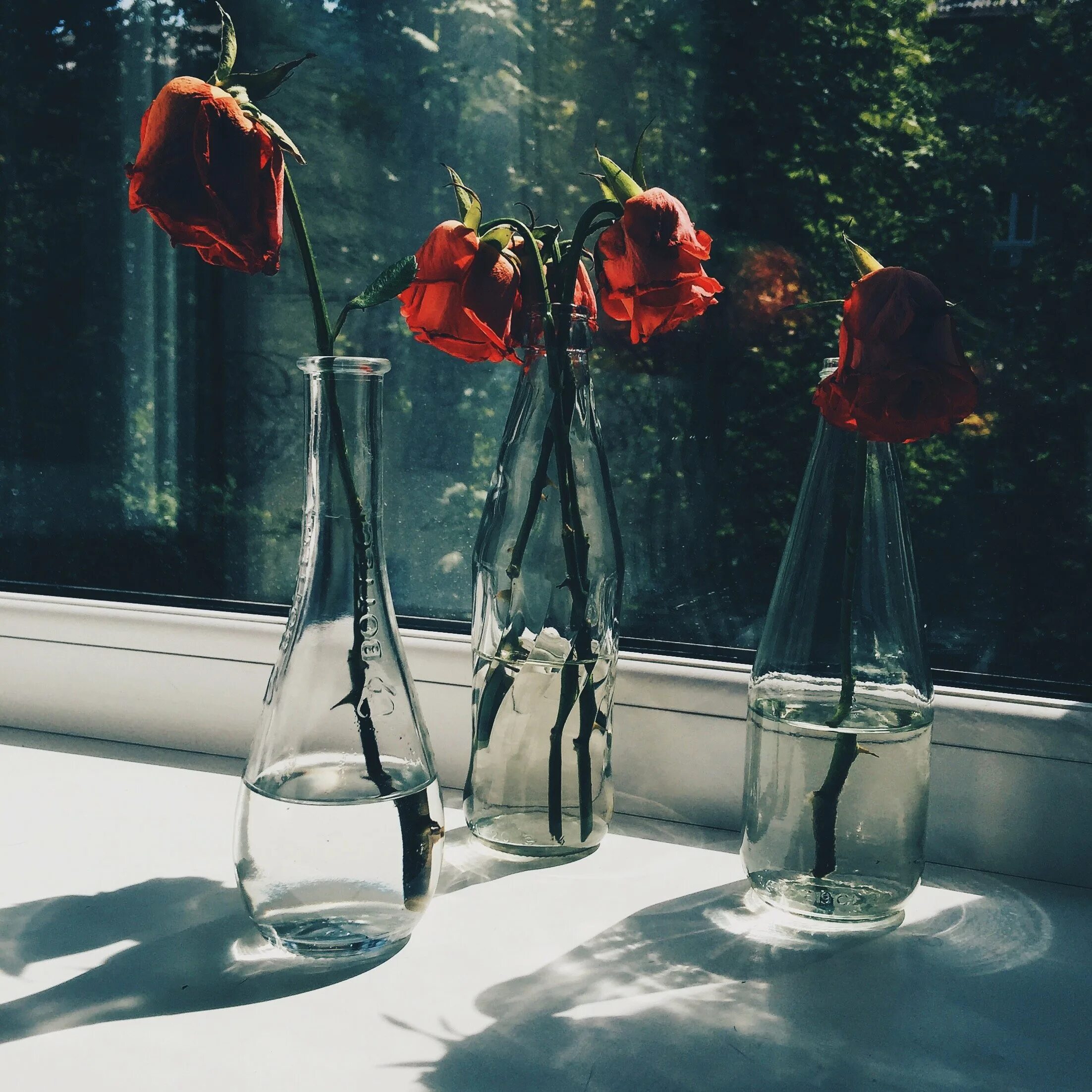 Розы быстро вянут в вазе. Увядший цветок. Цветы на окне. Завядшие цветы в вазе. Завявшие цветы.