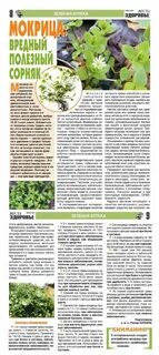 Мокрица настой