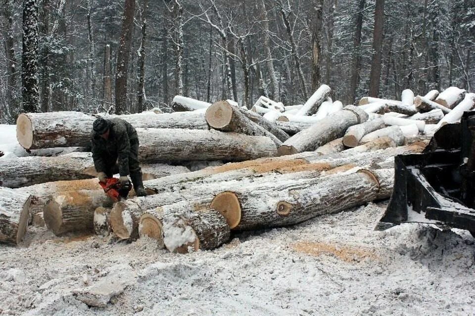 Рубим раз. Вырубают лес в Кировской области. Заготовка леса. Рубка деревьев. Лесорубы в тайге.