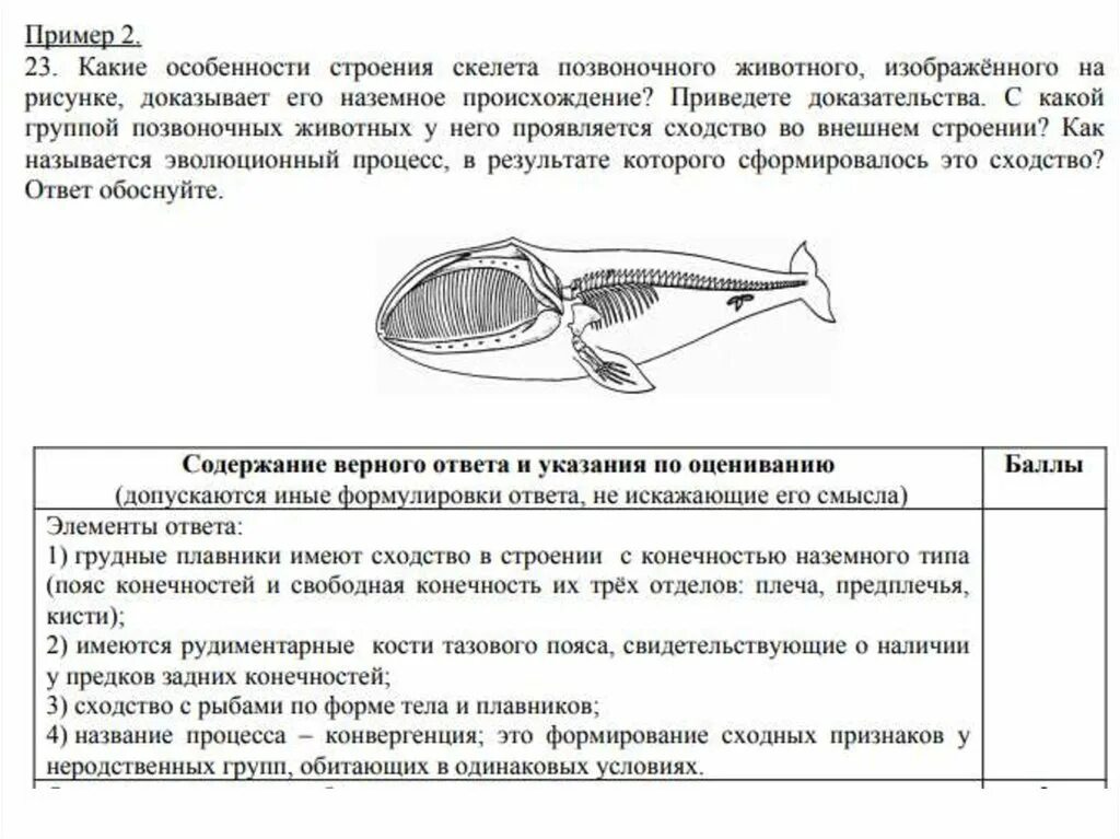 Выберите особенности строения скелета изображенного на рисунке. Строение скелета китообразных. Особенности строения скелета у позвоночных. Особенности строения кита. Какие особенности строения.