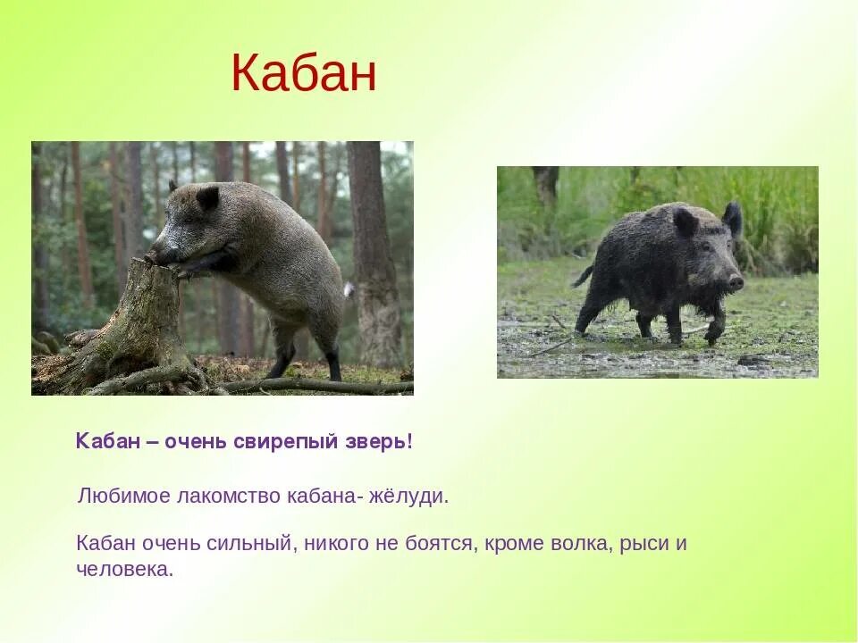 Дикий кабан характер. Кабан описание. Информация о кабане. Кабан кратко. Интересные факты о кабанах.