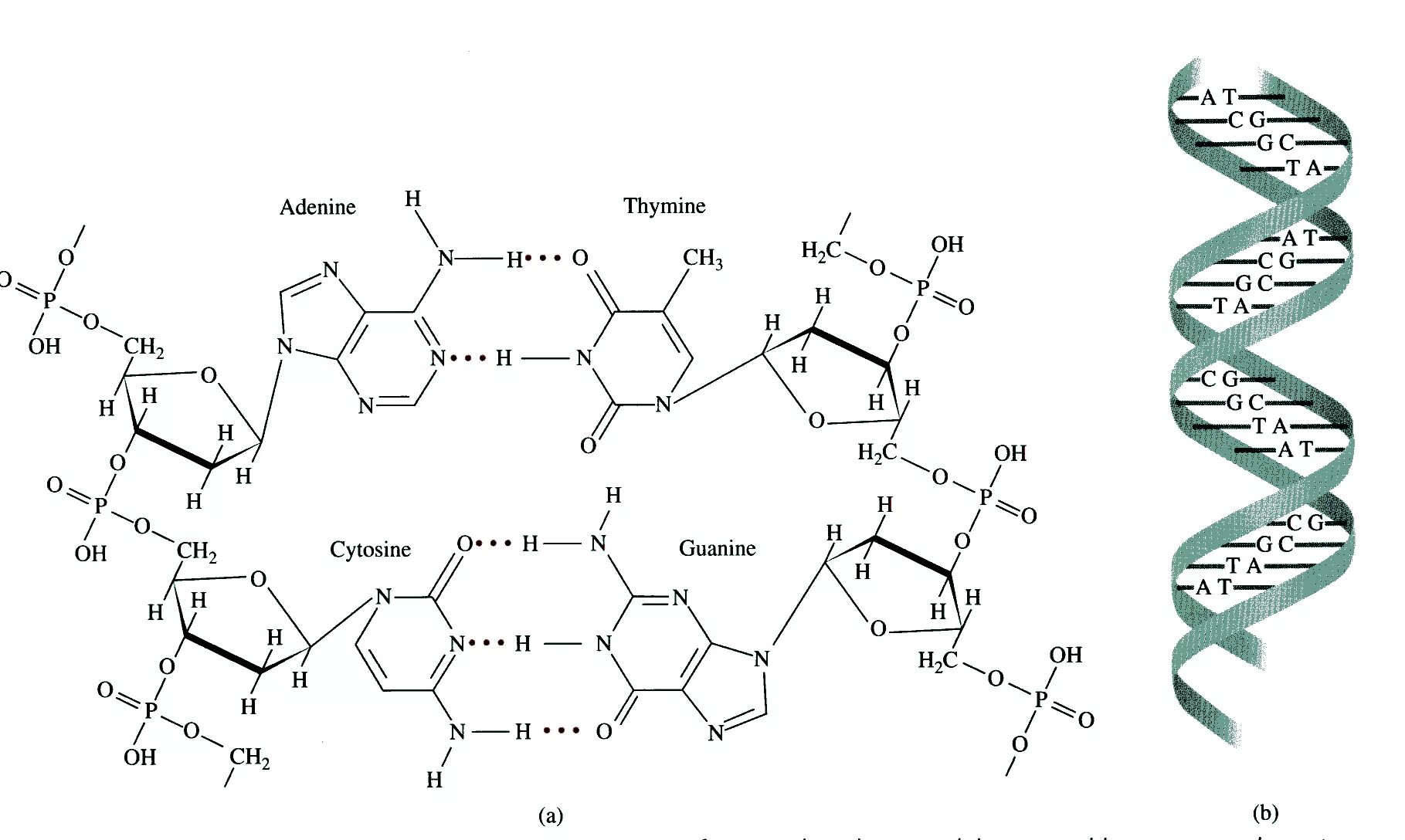 Водородные между азотистыми основаниями. Аденин Тимин. Аденин цитидин гуанин тимидин. Комплементарность аденина и Тимина. ДНК аденин гуанин цитозин Тимин.