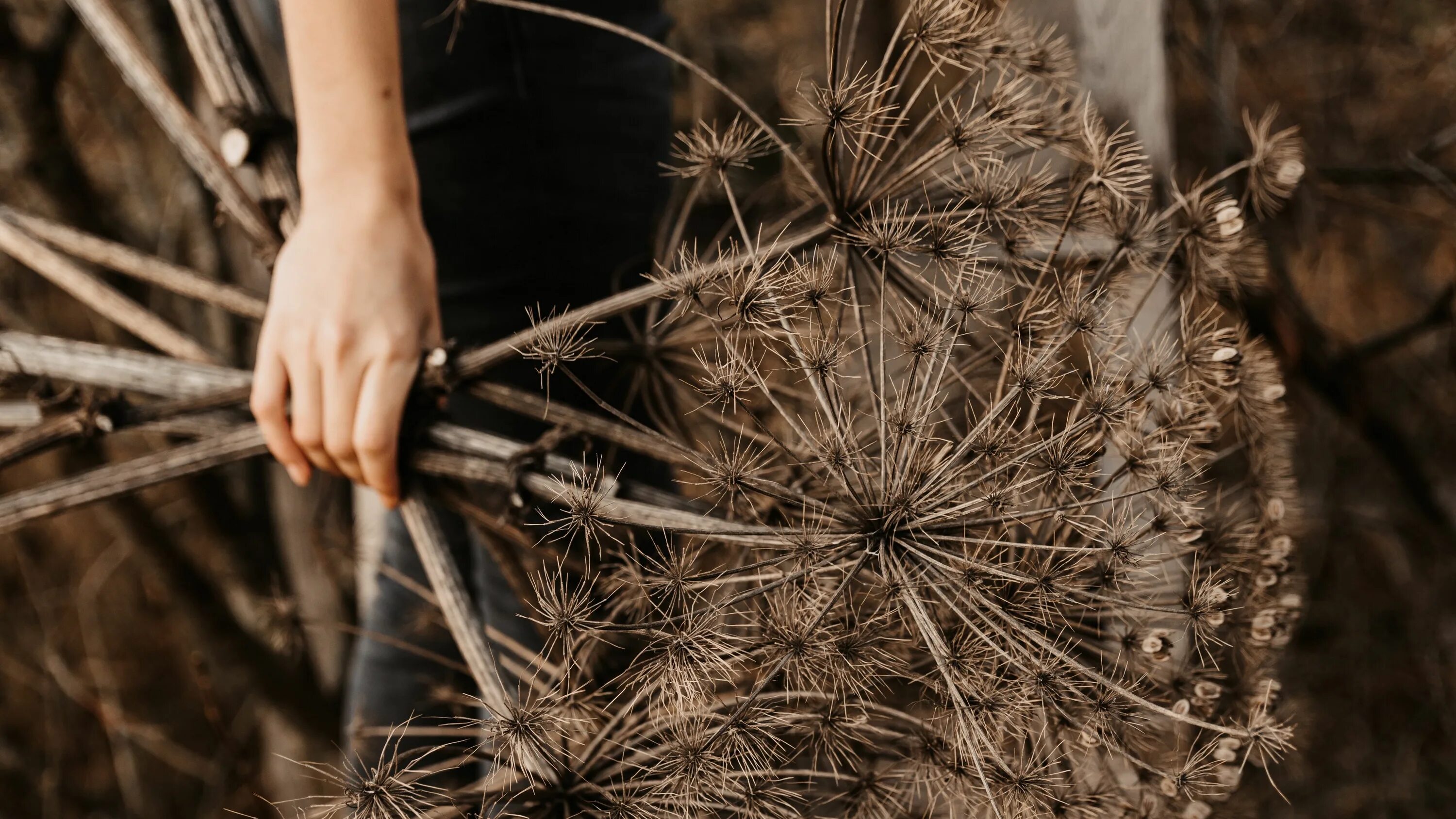 Dry plants. Сухие растения. Сухоцветы Эстетика. Цветы Эстетика. Красивые сухие растения.