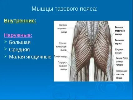 Ягодичная область слои мышц