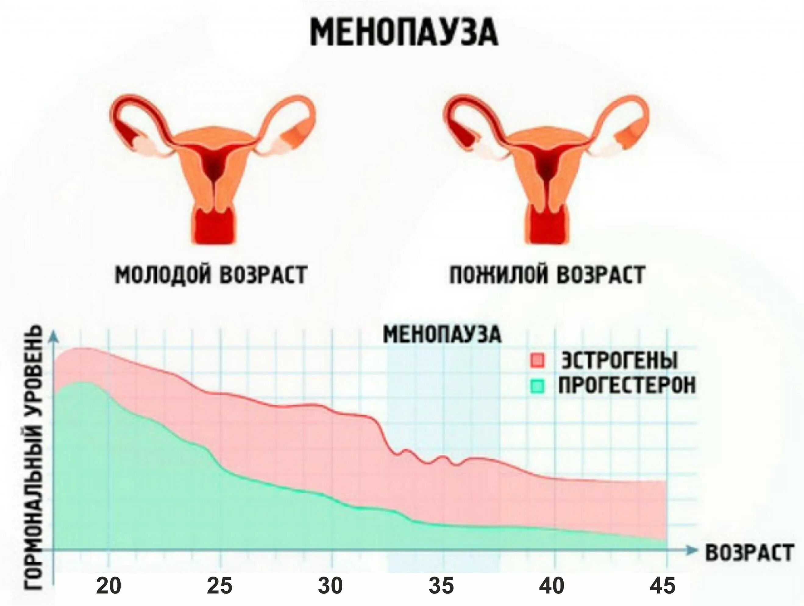 Менопауза задержка. Цикл у женщин. Менопаузальный Возраст у женщин. Гормональные изменения. Матка в климактерическом периоде у женщин.