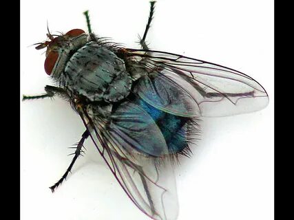 Fly but