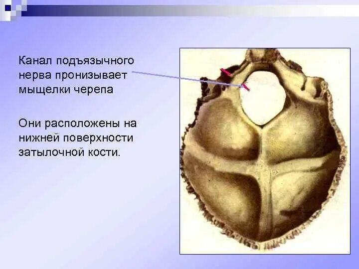 Мыщелок черепа. Затылочная кость канал подъязычного нерва. Нервы подъязычного канала. Канаш подьязычного нерва. Gjl]zpsxysq rfyfkзатылочной кости.