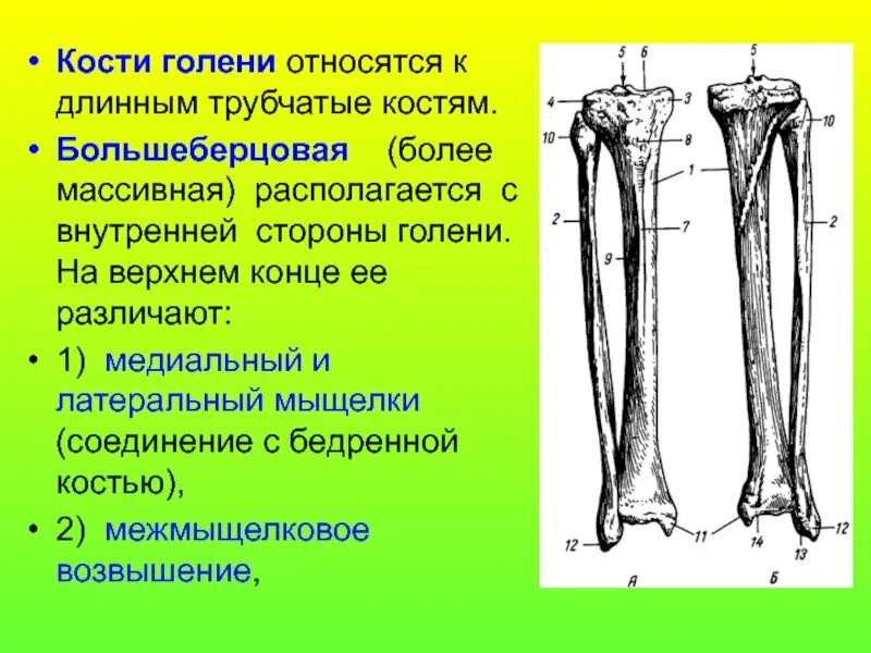 Находится берцовая кость. Большеберцовая кость это трубчатая. Берцовая кость строение внутри. Гребень большеберцовой кости. Длинные трубчатые кости голени.