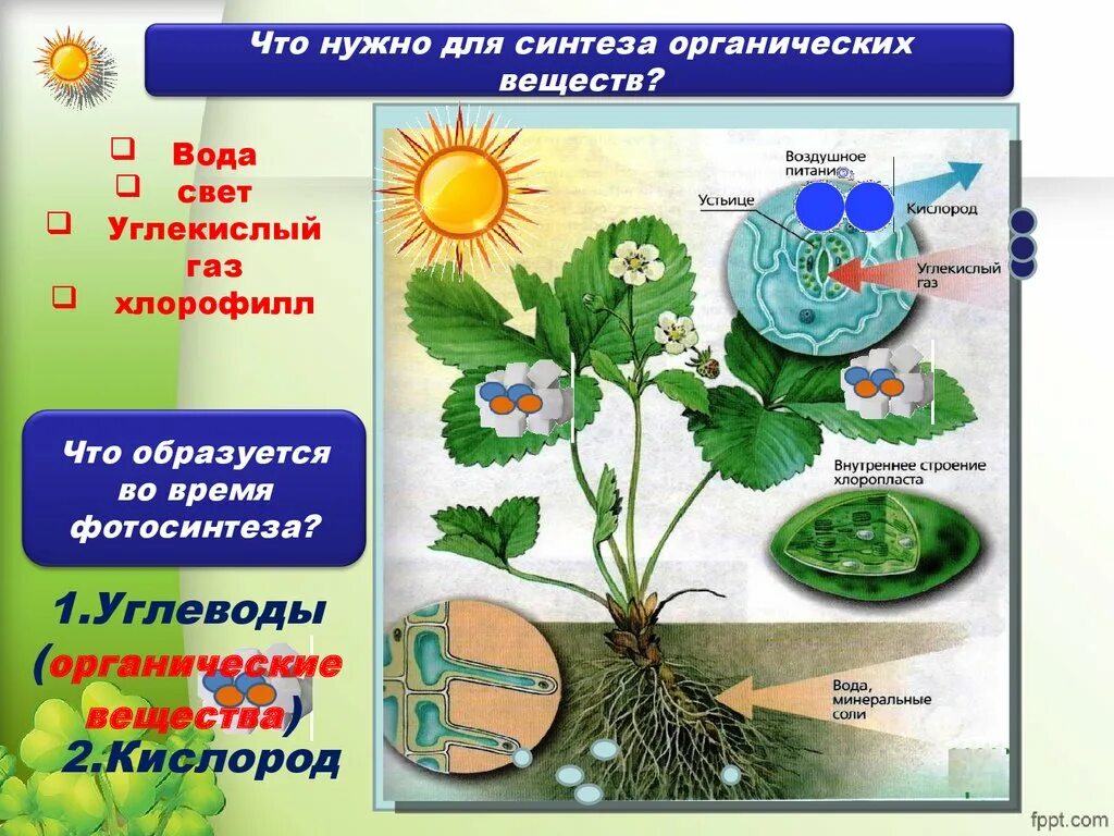 Фотосинтез растений 6 класс биология. Питание растений фотосинтез. Органическое питание растений. Воздушное питание растений схема. При фотосинтезе растениями используется