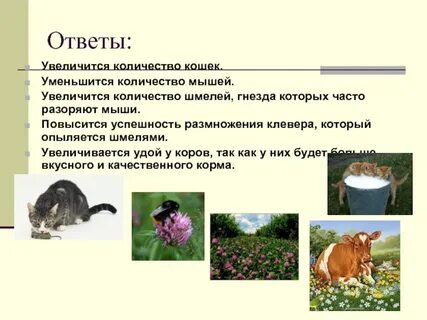 Старик мыши клевер