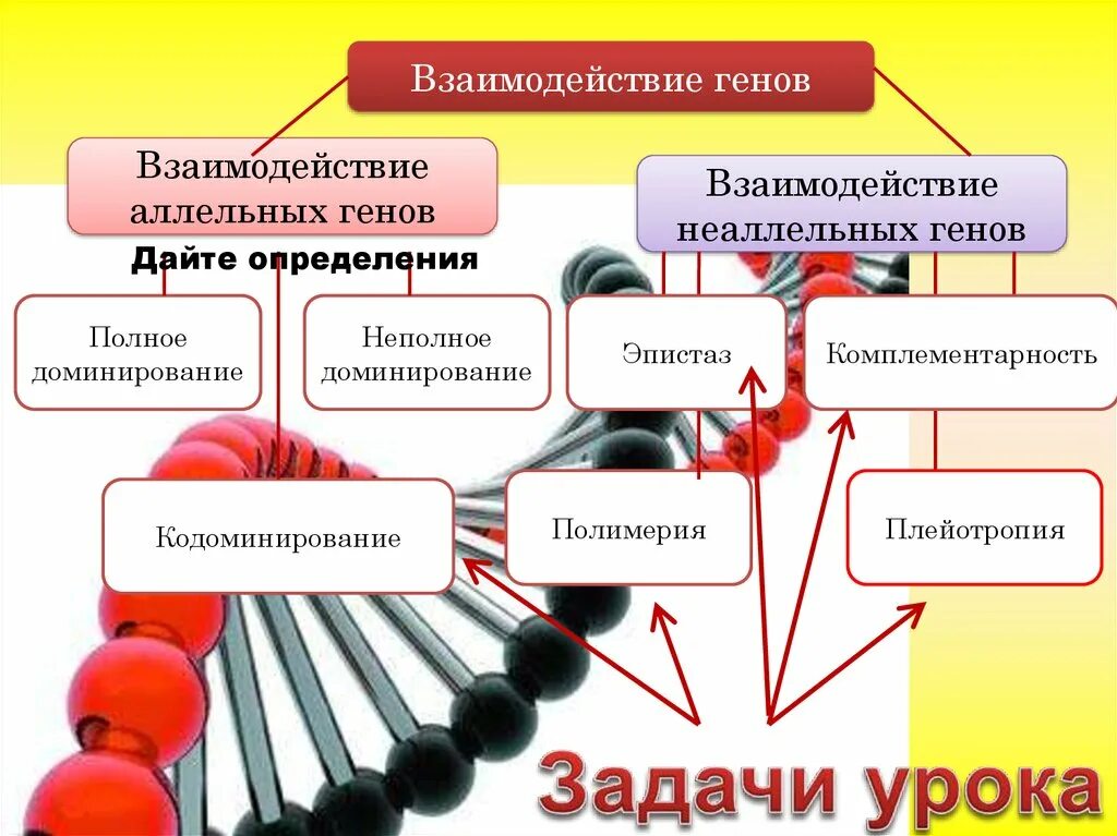 Взаимодействие генов. Взаимодействие аллельных генов. Взаимодействие аллельных генов и неаллельных генов. Взаимодействие неаллельных генов плейотропия.