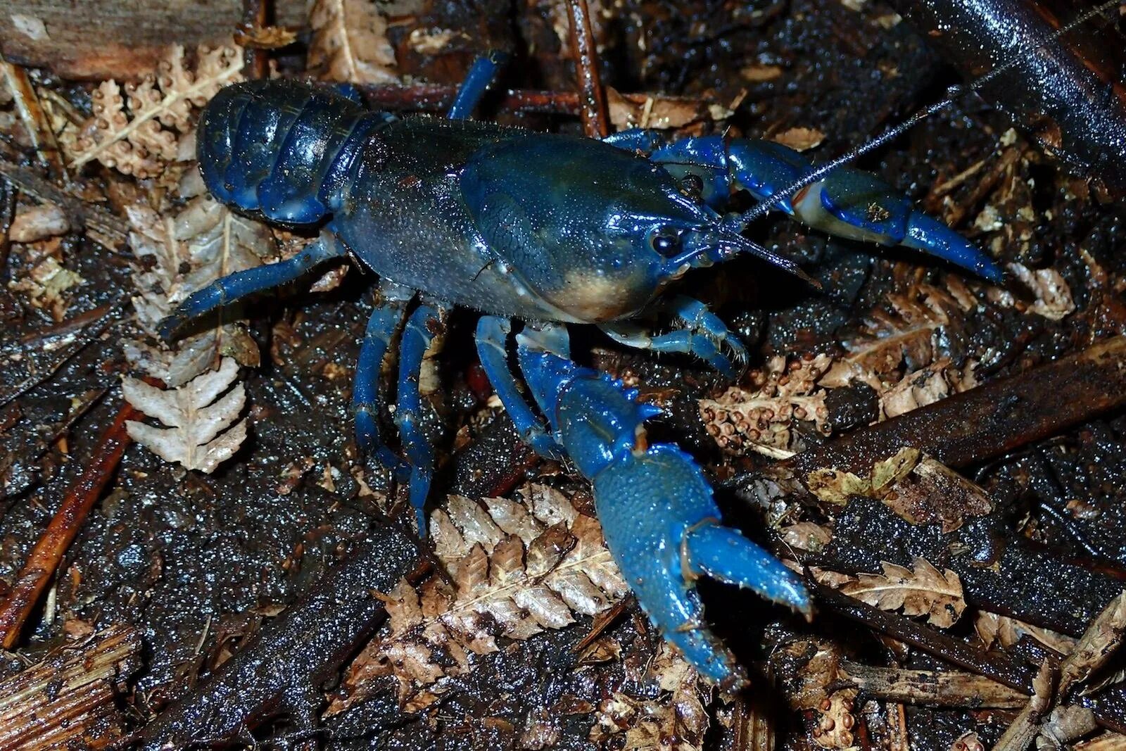 Где живут синие. Procambarus Cubensis. Cherax quadricarinatus. Синий лобстер. Синие Членистоногие.