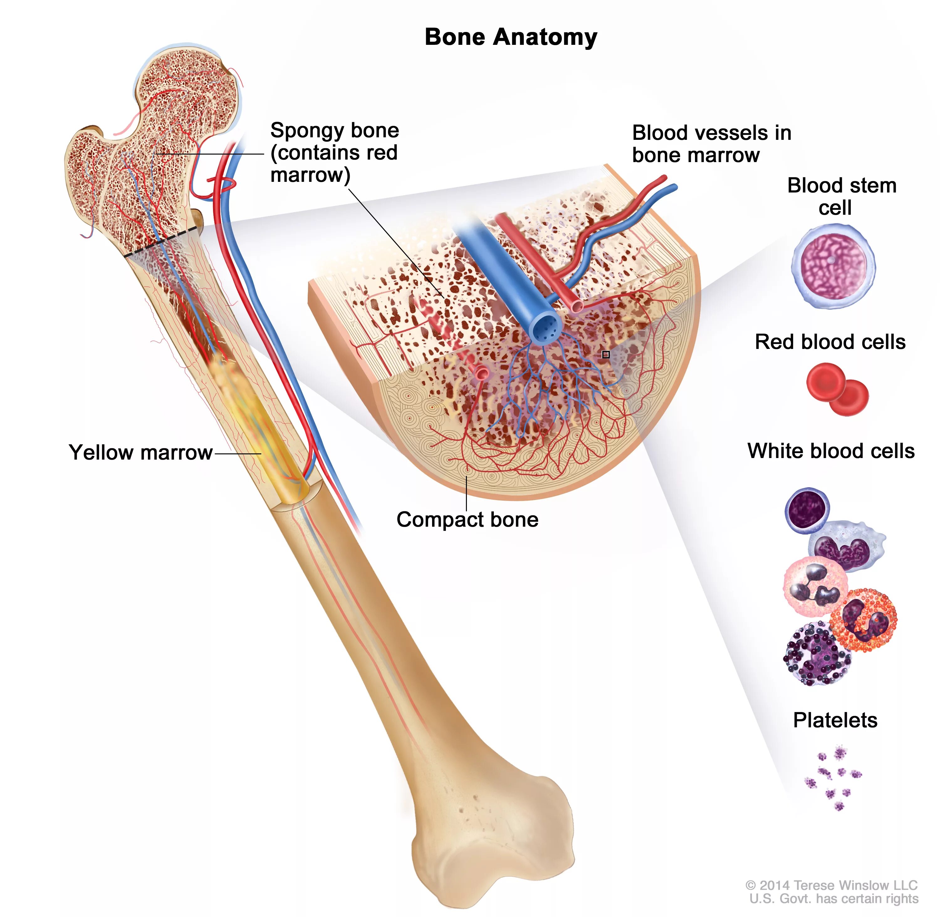 Где находится желтый костный мозг в трубчатых. Стволовые клетки костного мозга. Красный костный мозг в бедренной кости. Красный костный мозг анатомия. Красный костный мозг в кости.