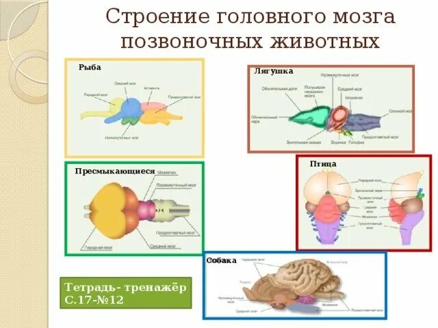 Головной мозг птиц отличается от земноводных