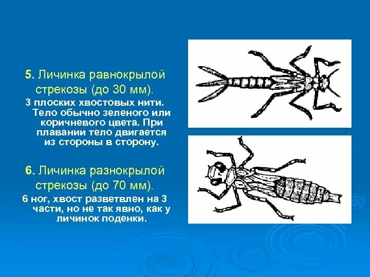 Личинка стрекозы буквы. Личинка Стрекозы. Личинка равнокрылой Стрекозы. Личинки разнокрылых стрекоз. Стрекоза плоская личинка.