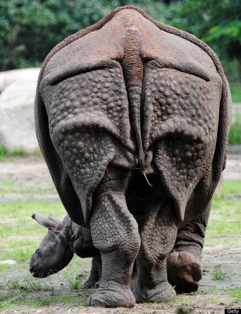 Animals member. Африканский носорог. Половой орган животных.