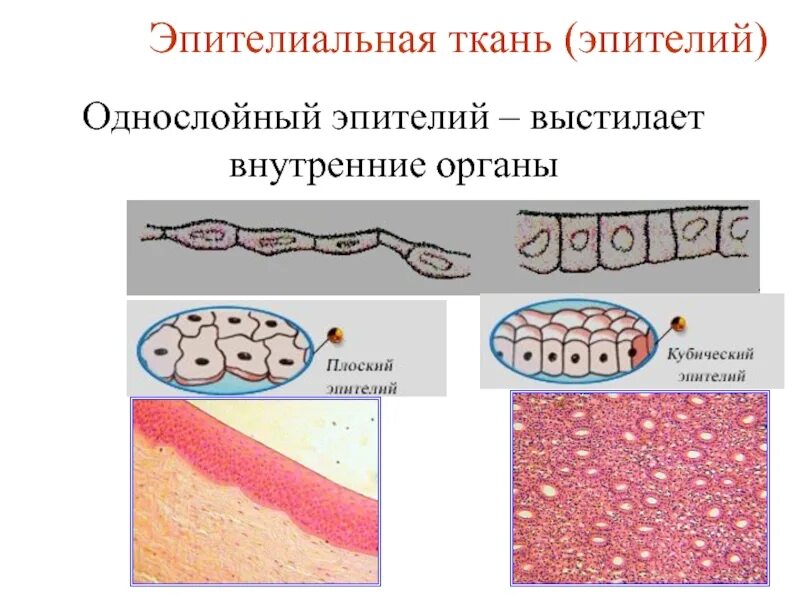 Пример эпителиальной ткани человека. Эпителиальная ткань. Однослойный кубический эпителий выстилает. Однослойный плоский эпителий выстилает. Эпителиальная ткань рисунок.