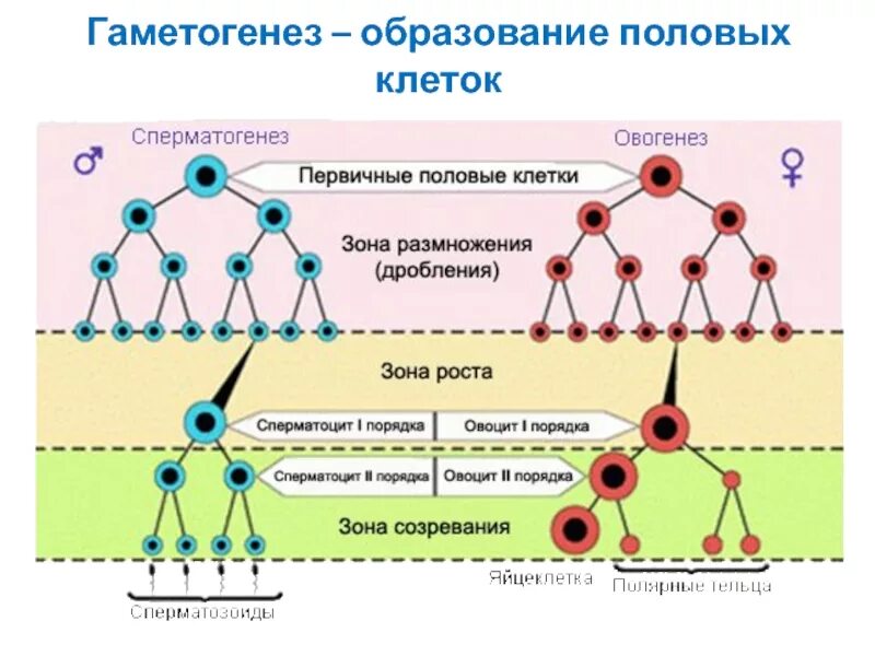 Типы гаметогенеза. Зона формирования гаметогенез процесс. стадии в процессе образования половых клеток. схема гаметогенеза развитие половых клеток. образование половых клеток гаметогенез таблица.