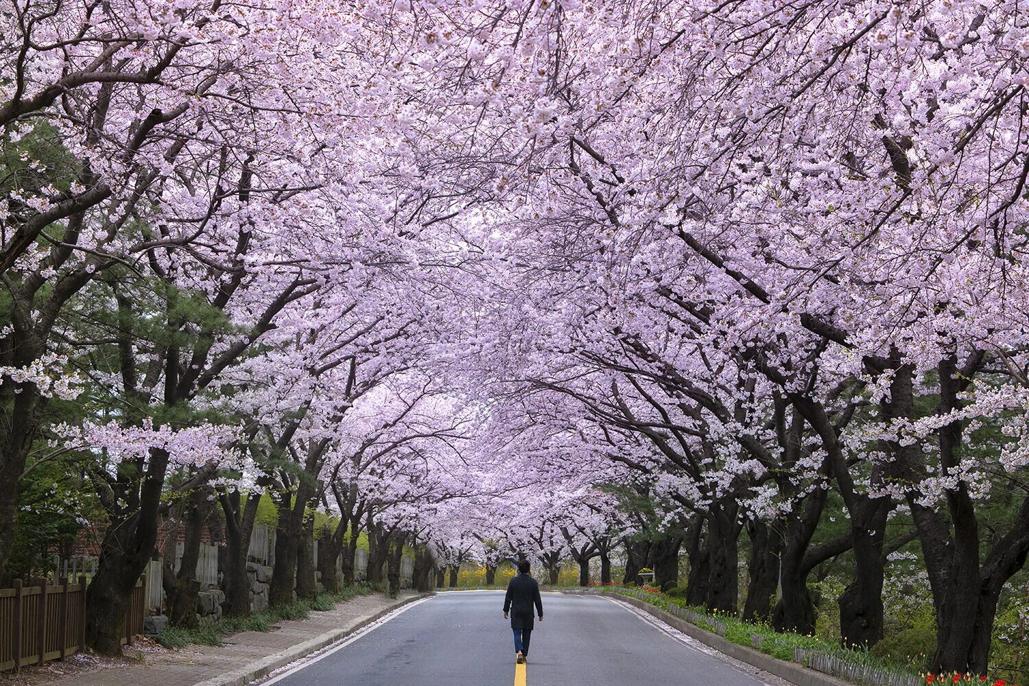 Bao nhieu. Сакура в Корее. Корея черри блоссом. Сеул цветение Сакуры. Корея Сеул Сакура.