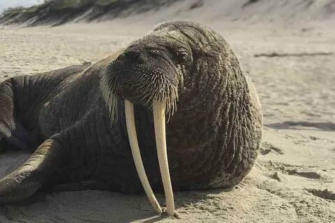 Морж среда обитания