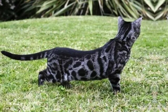 The Latest 'Two-Faced' Cat Is Named Narnia and She's a Real Beauty Queen Two fac