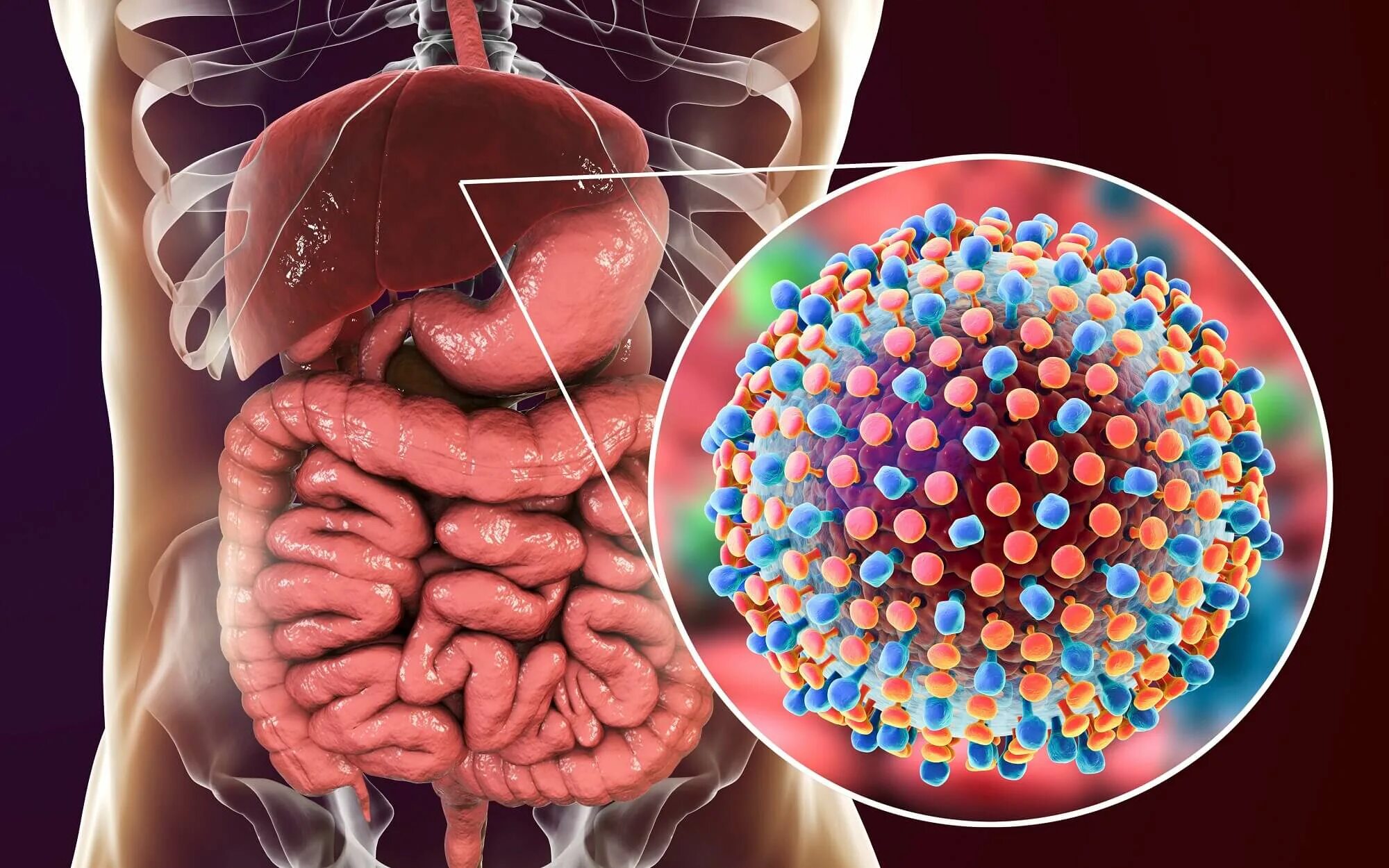 Вирусный гепатит печени. Вирус Hepatitis c. Вирус гепатита b.