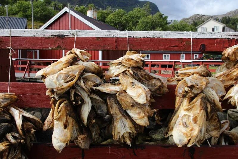 Два слова на сушеной треске. Норвегия сушка трески. Сушеная треска в Норвегии. Сушеная рыба Норвежская. Сушеная рыба в Норвегии.