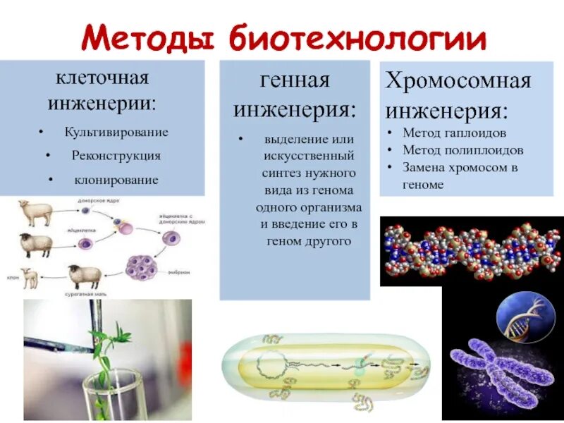 Методы клеточной инженерии в биотехнологии