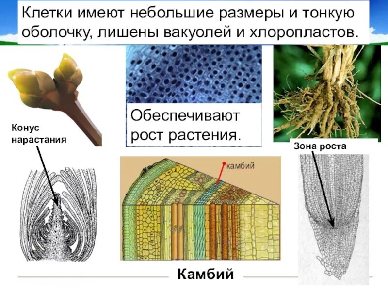Образовательная ткань растений схема. Ткани растений образовательная ткань камбий. Что такое образовательная ткань у растений в биологии. Строение образовательной ткани растений.