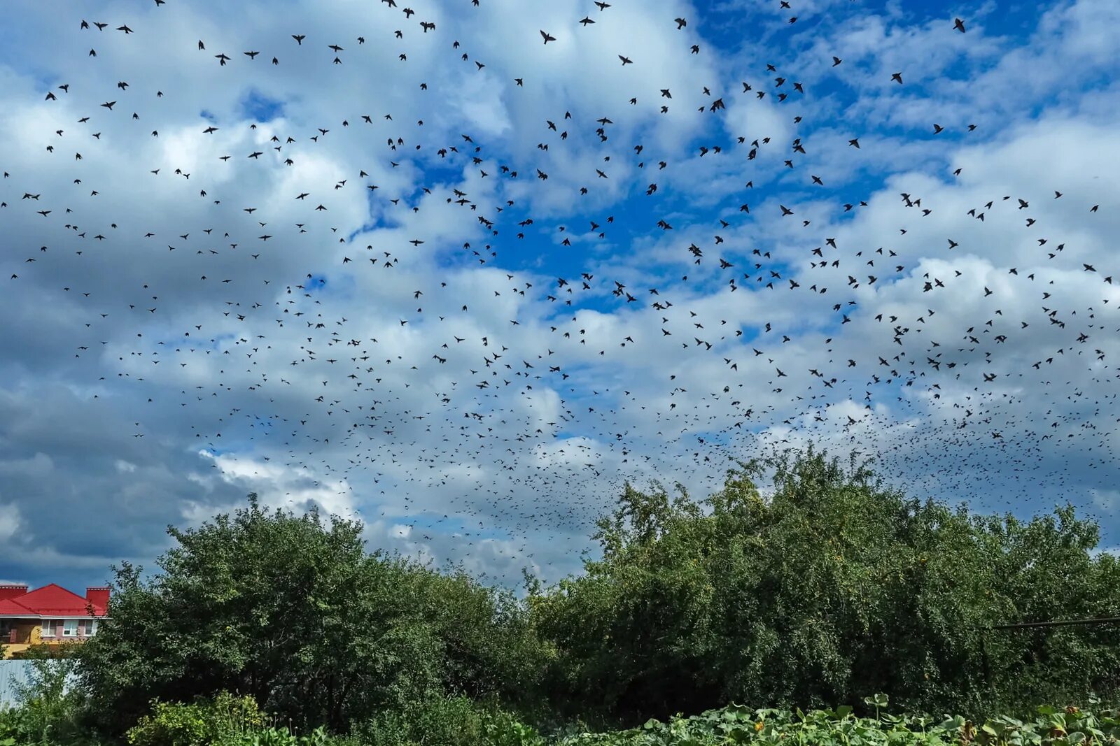 Тысяча птиц. Стая птиц самолет. Полет скворцов. Стая птиц. Стая воронов.