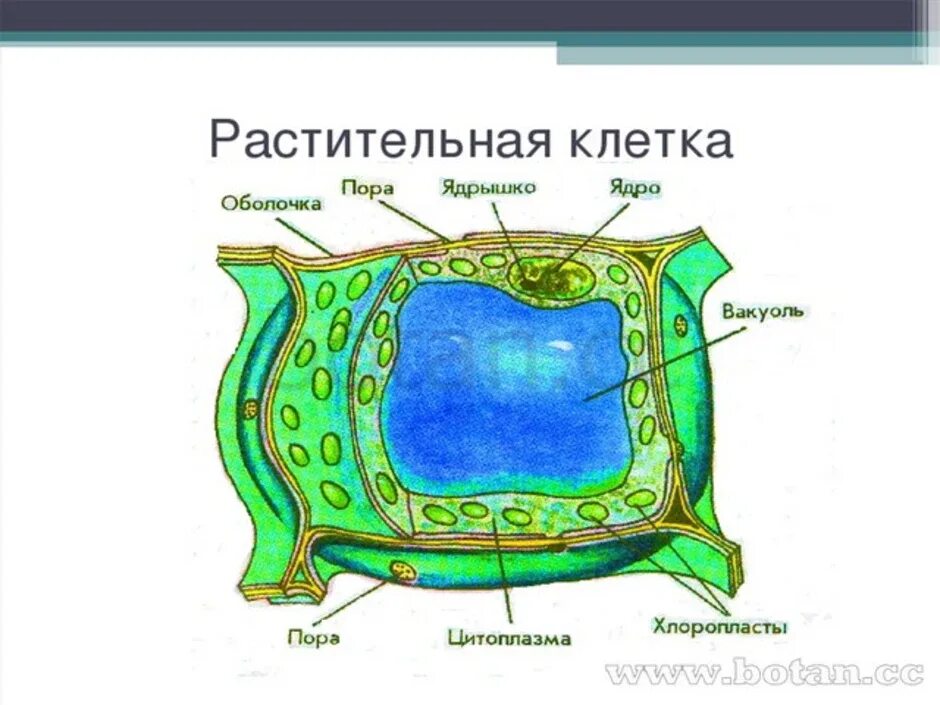 Слой клеток листа. Строение клетки мякоти листа. Строение клетки листа. Строение клетки листа 6 класс. Строение растительной клетки листа.