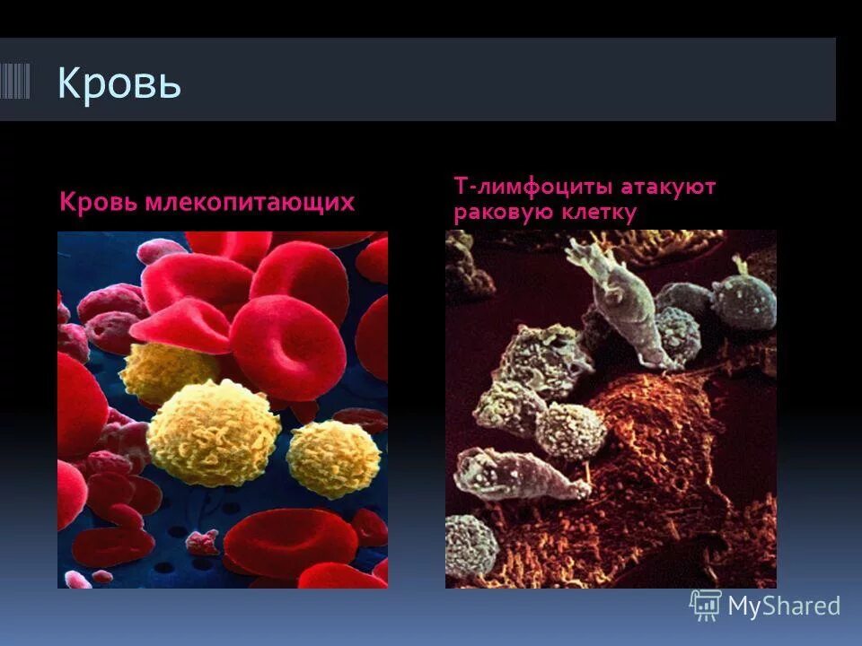 Эндоплазматическая сеть — ; аппарат гольджи — ; митохондрии —. Макет органоида клетки. Картинка строение животной клетки. Их чего состоит клетка. Клеточная клетка состоит из.