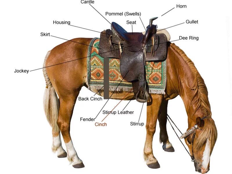 Как называется профессия где лошади. Строение Ковбойское седло для лошади. Элементы конской упряжи названия. Седло стремена упряжь. Седло потник для лошади.