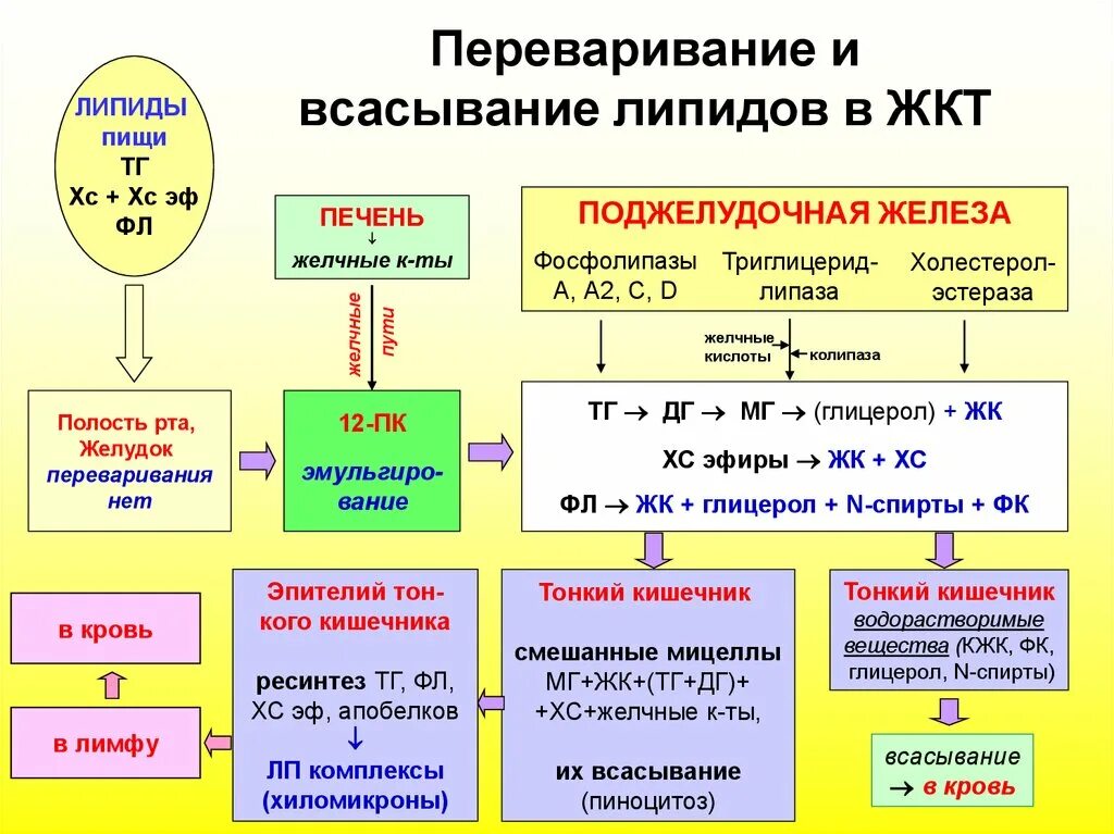 Распад сложных. Этапы переваривания липидов. Переваривание и всасывание липидов схема. Схема расщепления липидов. Стадии переваривания липидо.