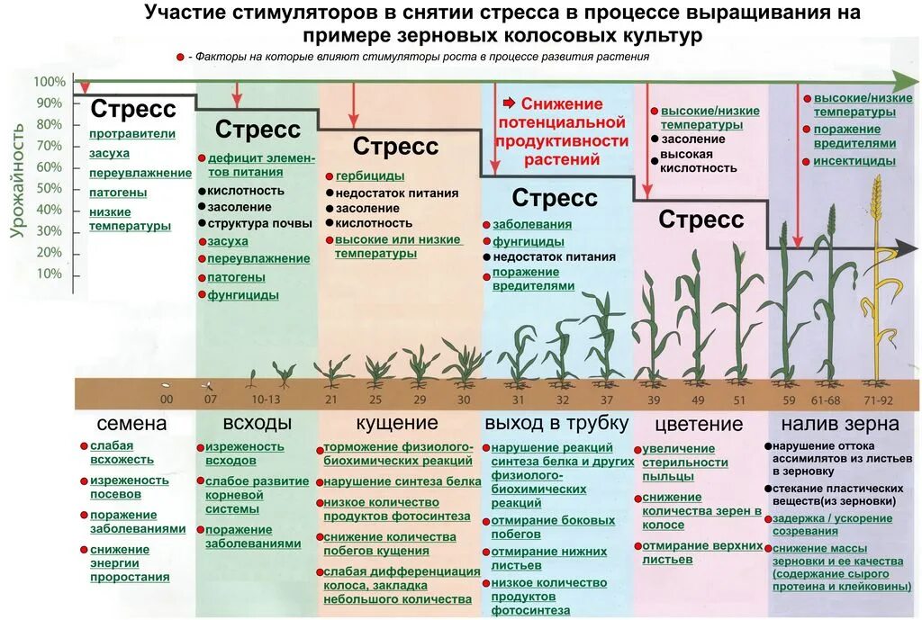 Развитие ячменя. Фазы вегетации озимой пшеницы. Стадии вегетации озимой пшеницы. Фазы вегетации Яровой пшеницы. Фазы роста озимой пшеницы таблица.