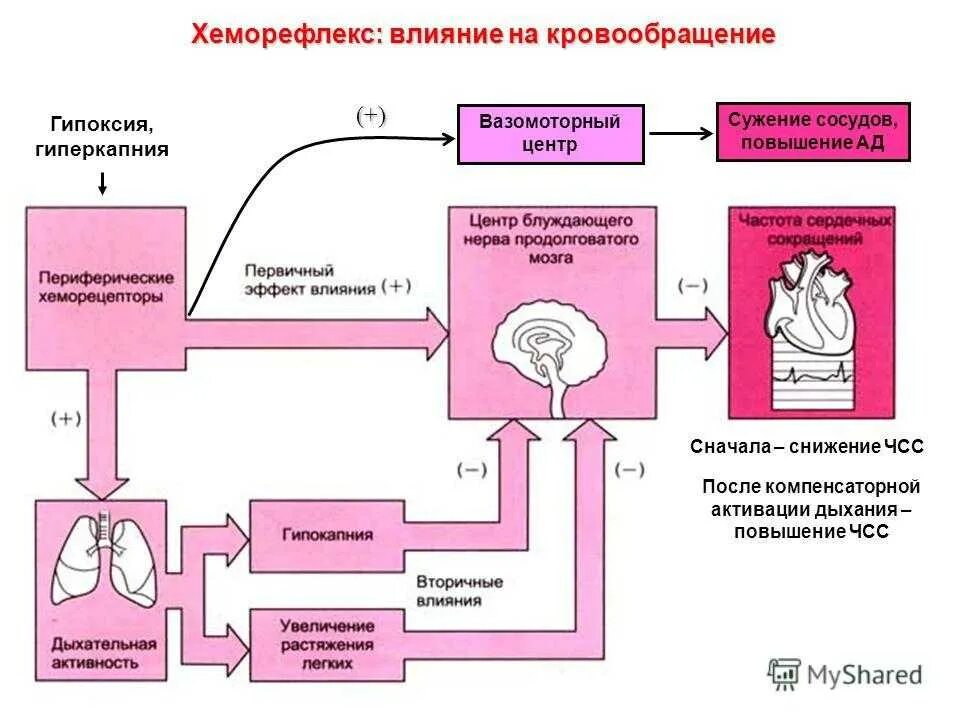 Схема функциональной регуляции уровня ад. Функциональная система регуляции артериального давления. Схема функциональной регуляции артериального давления. Механизмы регуляции артериального давления физиология. Центр регуляции кровяного давления