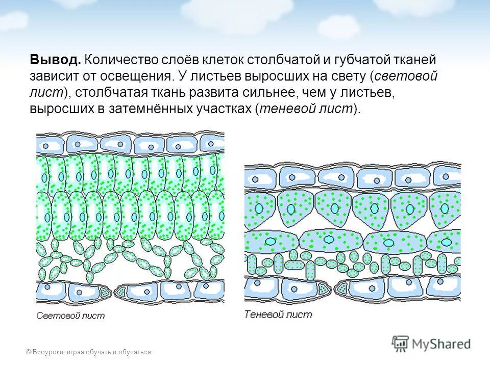 Слой клеток листа. Столбчатая ткань и губчатая ткань. Строение клеток столбчатой ткани листа. Столбчатая и губчатая ткань листа. Покровная столбачатя губчатая тканиэ.