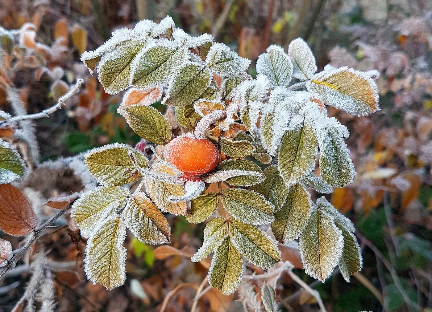 осенние заморозки. первый осенний заморозок. первый осенний заморозок. первый осенний заморозок. осенние заморозки.