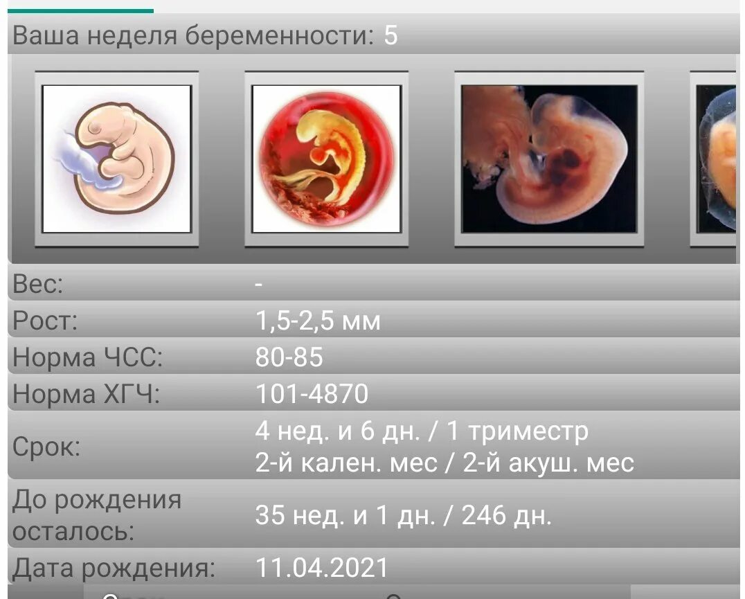 5 акушерская неделя. Беременность по неделям 5. 5 Недельная беременность. Пятая неделя беременности акушерская.