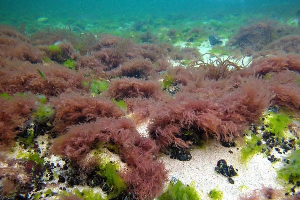 Красные водоросли глубина. Церамиум водоросль. Церамиум реснитчатый водоросль чёрное море. Цистозира водоросль черного моря. Черноморская водоросль Филлофора.