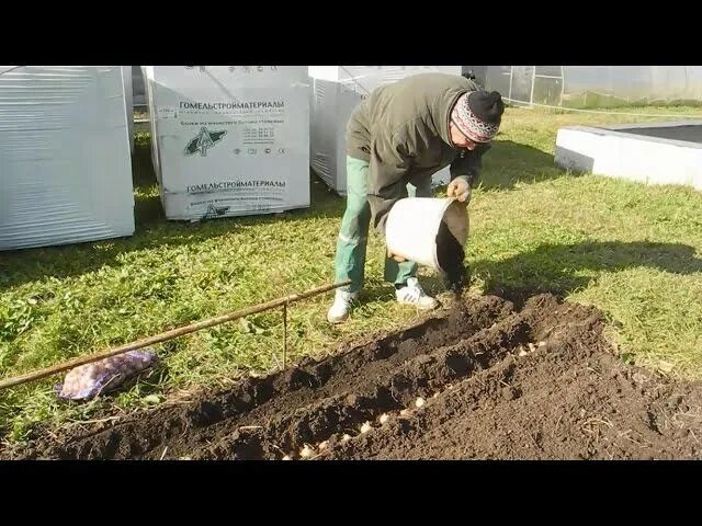 Покажи видео как сажать. Промывной полив. Женщина на огороде сажает картошку зимой. Посадка картофеля кротом видео.